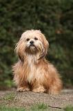 LHASSA APSO 141